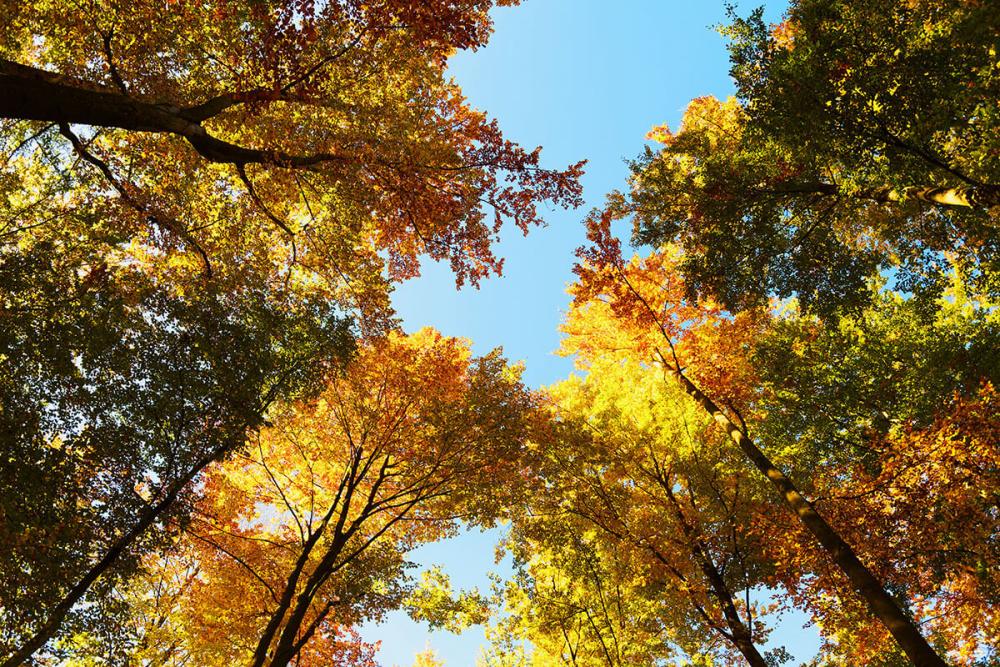 Herbstliche Baumwipfel