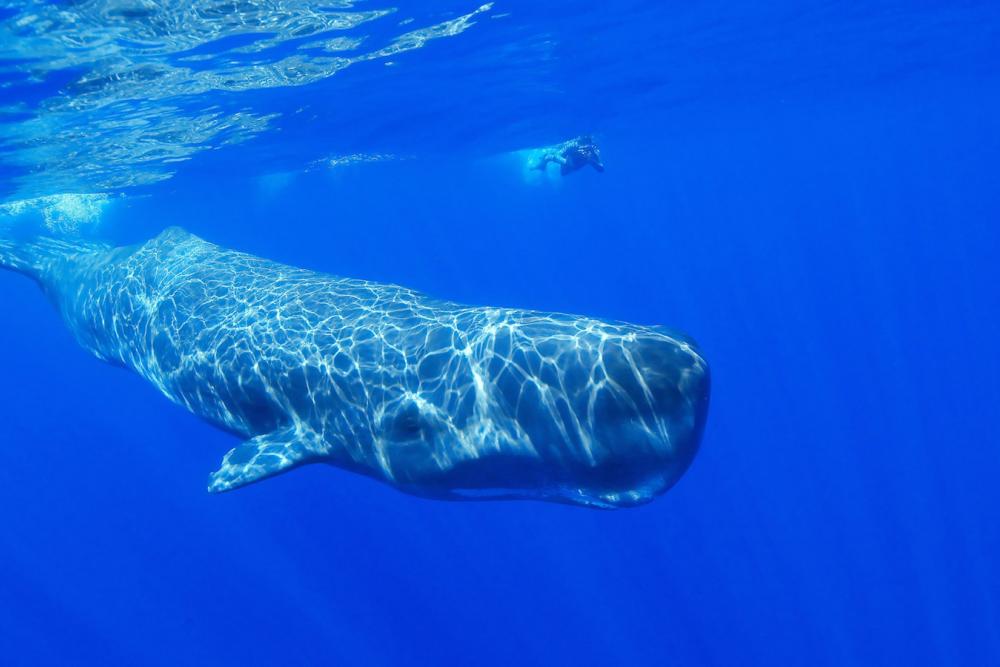 Foto: WDR, Picture Alliance/WILDLIFE