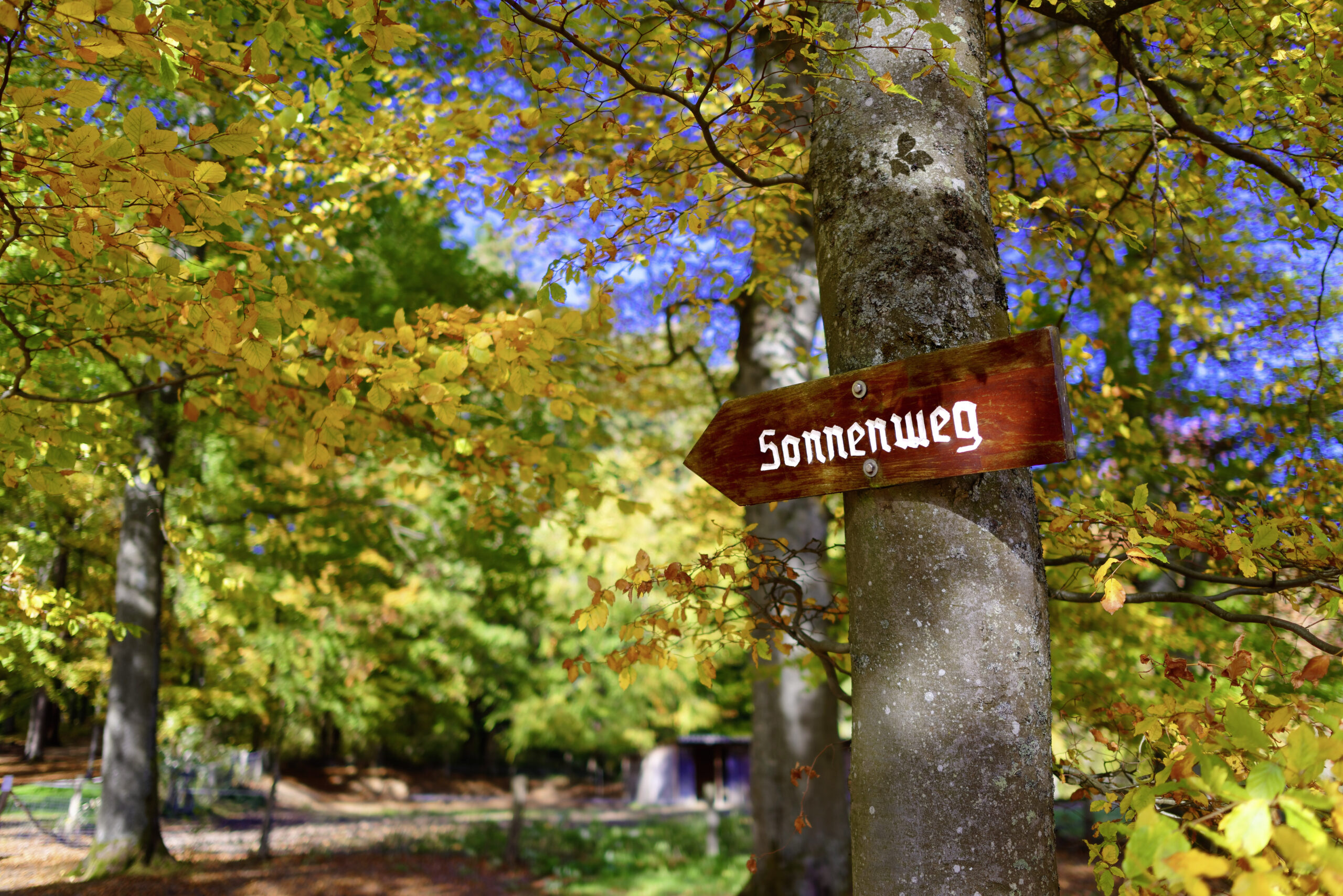 Wegweiser „Sonnenweg“ an einem Baum im herbstlichen Wald mit bunten Blättern.